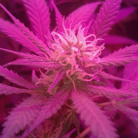 Moby-D growlog timeline photo