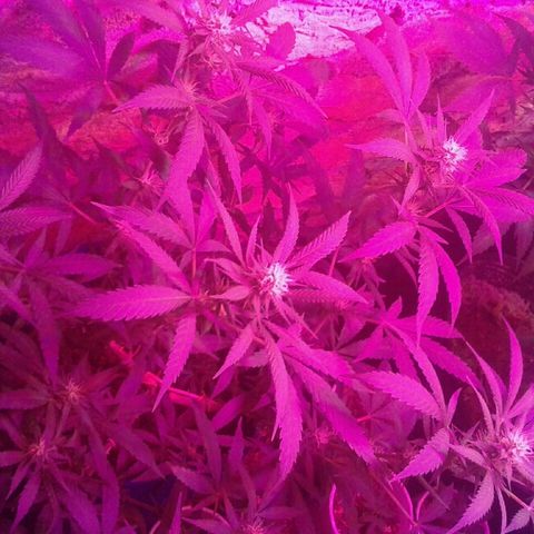 Moby-D growlog timeline photo