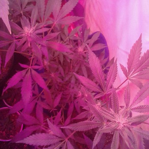 Sour Diesel growlog timeline photo