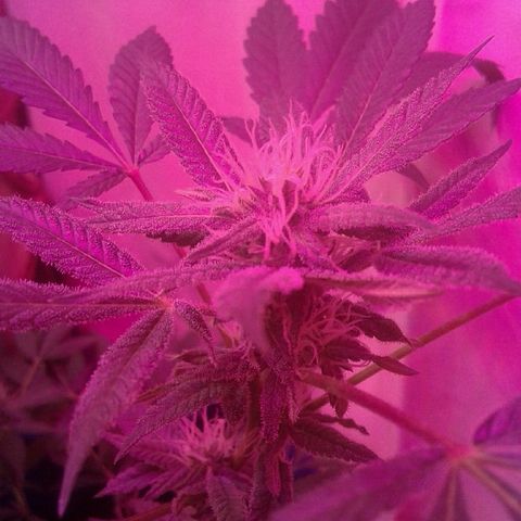 Sour Diesel growlog timeline photo