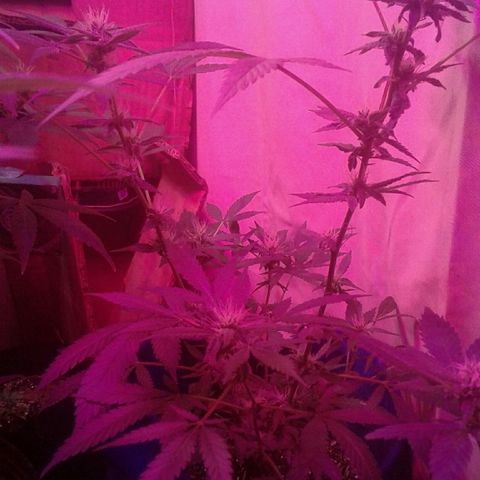 Sour Diesel growlog timeline photo