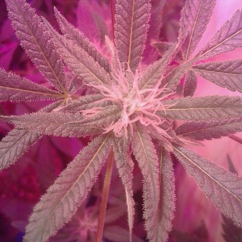 Sour Diesel growlog timeline photo