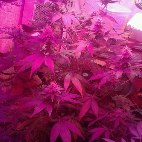 Critical +2 growlog timeline photo