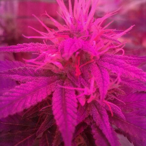 Critical +2 growlog timeline photo