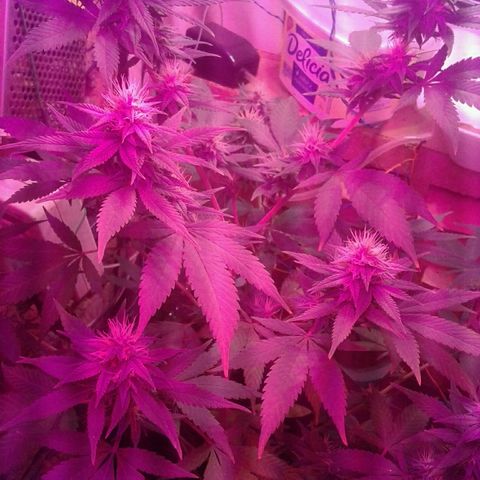 Critical +2 growlog timeline photo