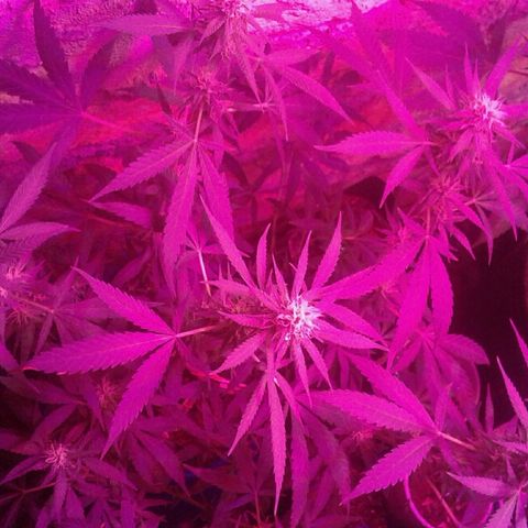 Moby-D growlog timeline photo