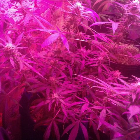 Moby-D growlog timeline photo