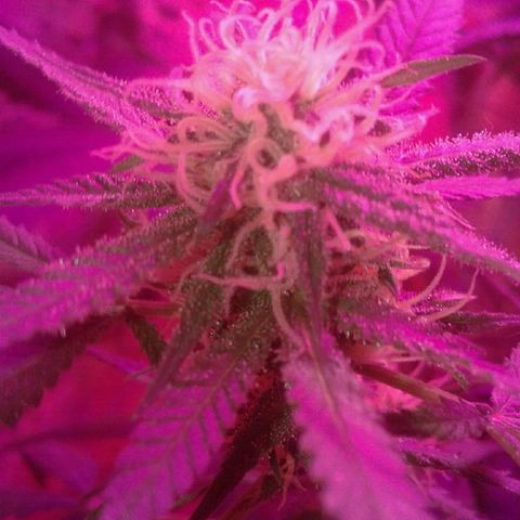 Moby-D growlog timeline photo