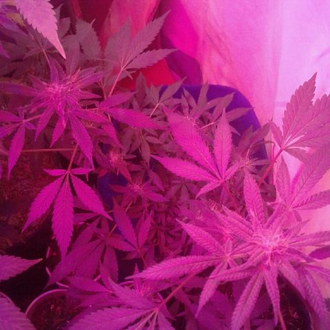 Sour Diesel growlog timeline photo