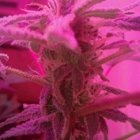 Sour Diesel growlog timeline photo