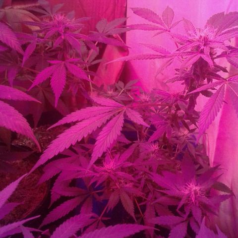 Sour Diesel growlog timeline photo
