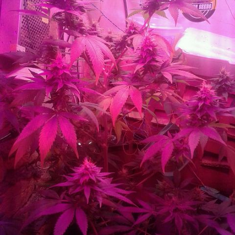 Critical +2 growlog timeline photo