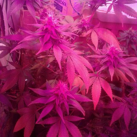 Critical +2 growlog timeline photo