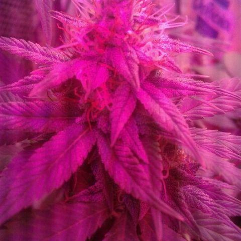 Critical +2 growlog timeline photo