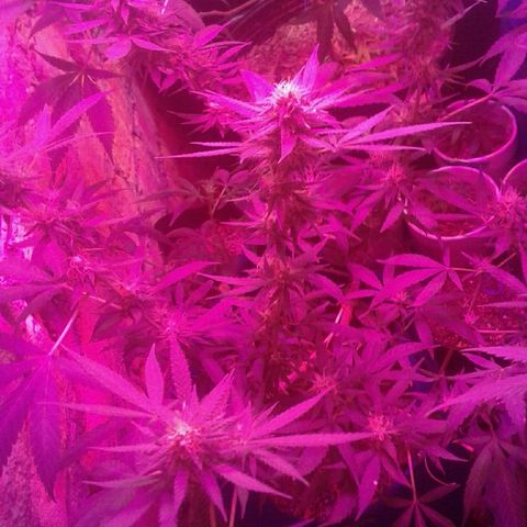 Moby-D growlog timeline photo
