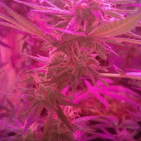 Moby-D growlog timeline photo