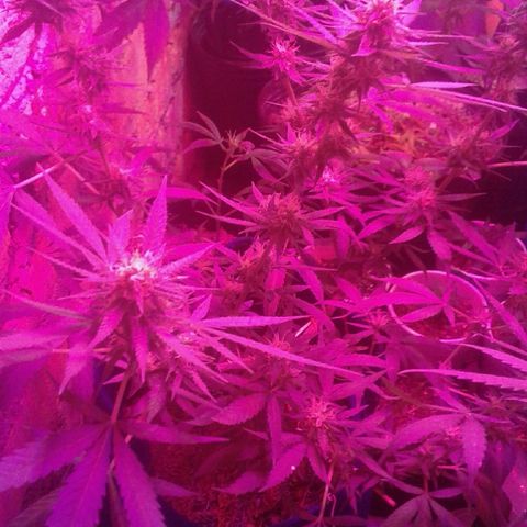 Moby-D growlog timeline photo