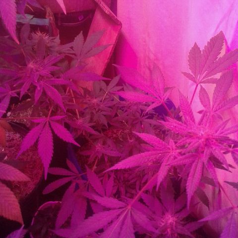 Sour Diesel growlog timeline photo