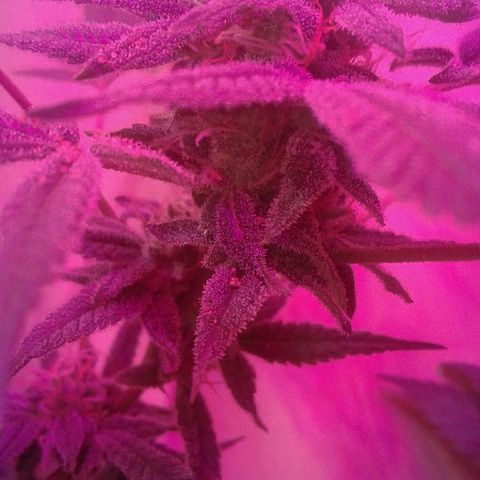 Sour Diesel growlog timeline photo