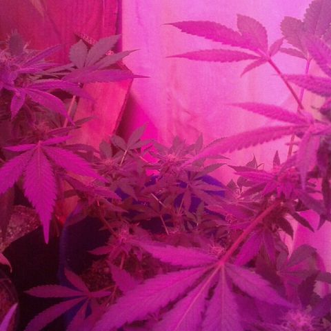 Sour Diesel growlog timeline photo