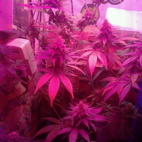 Critical +2 growlog timeline photo