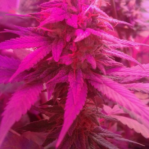 Critical +2 growlog timeline photo