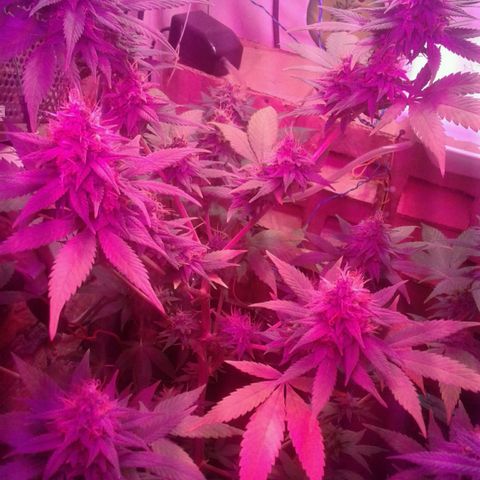 Critical +2 growlog timeline photo