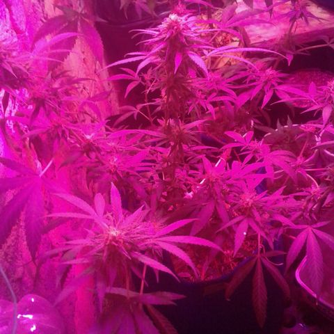 Moby-D growlog timeline photo