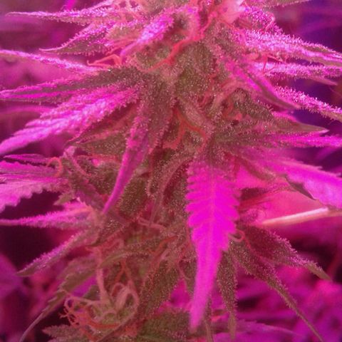 Moby-D growlog timeline photo