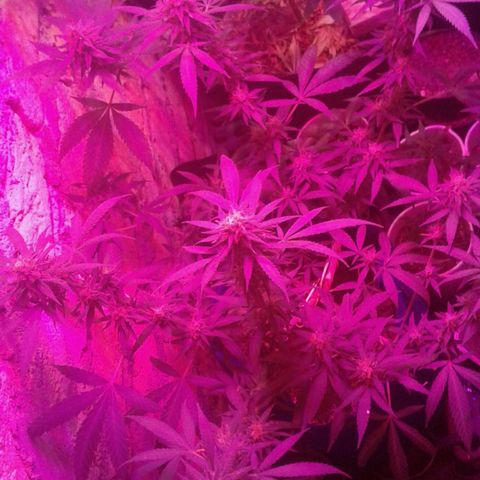 Moby-D growlog timeline photo