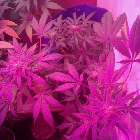 Sour Diesel growlog timeline photo