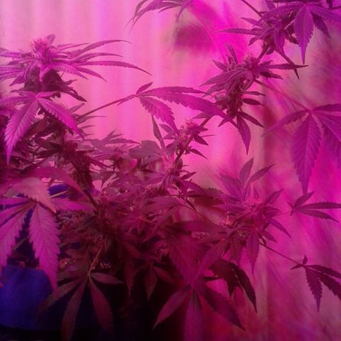 Sour Diesel growlog timeline photo