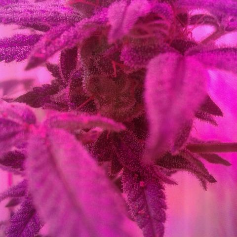 Sour Diesel growlog timeline photo