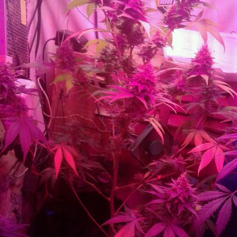 Critical +2 growlog timeline photo