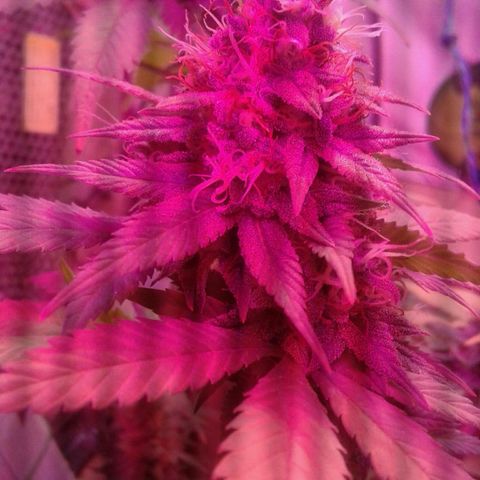 Critical +2 growlog timeline photo