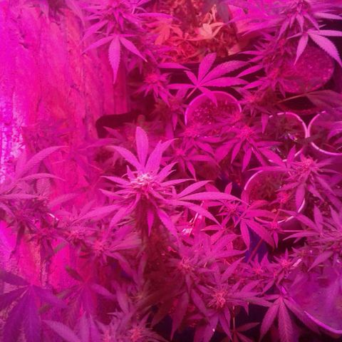 Moby-D growlog timeline photo