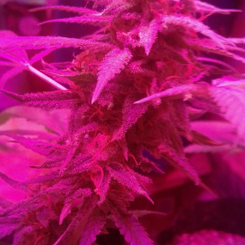 Moby-D growlog timeline photo