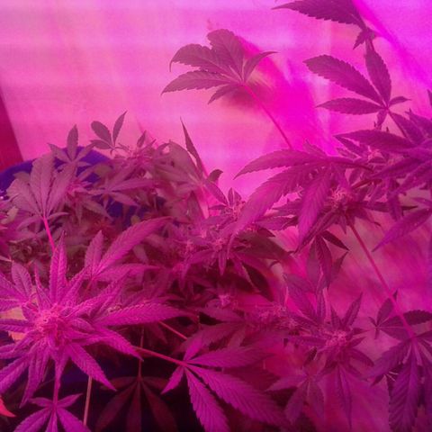Sour Diesel growlog timeline photo