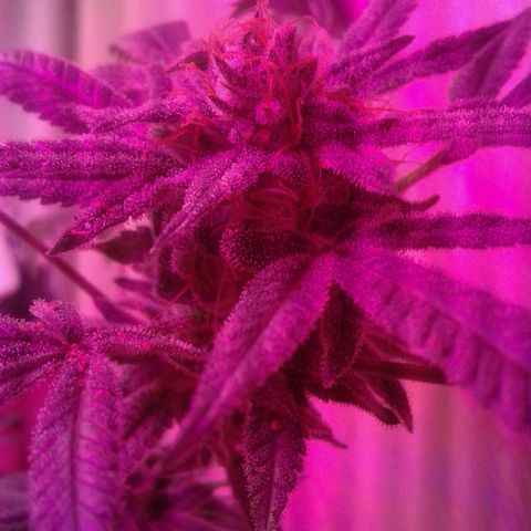 Sour Diesel growlog timeline photo