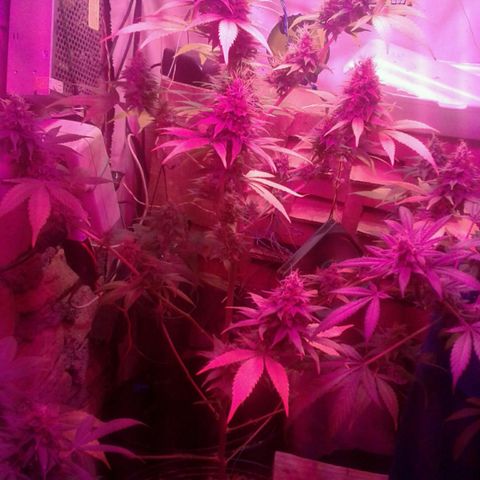 Critical +2 growlog timeline photo