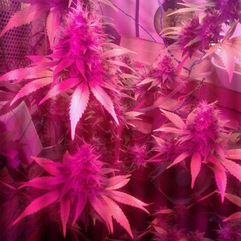 Critical +2 growlog timeline photo