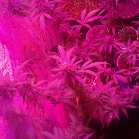 Moby-D growlog timeline photo
