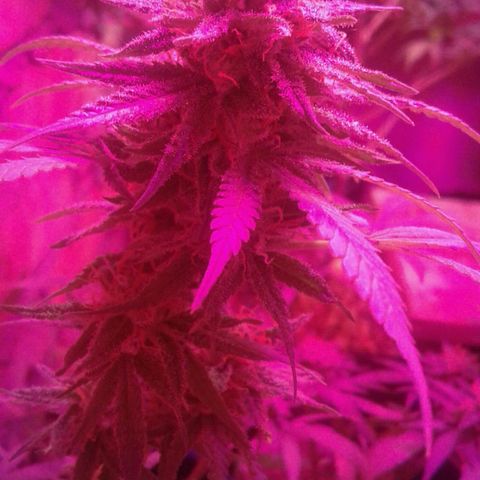 Moby-D growlog timeline photo