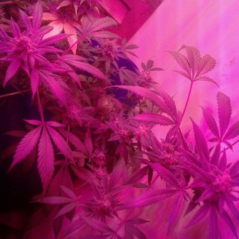 Sour Diesel growlog timeline photo