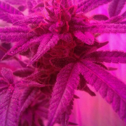 Sour Diesel growlog timeline photo