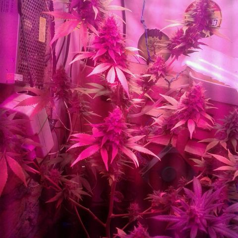 Critical +2 growlog timeline photo