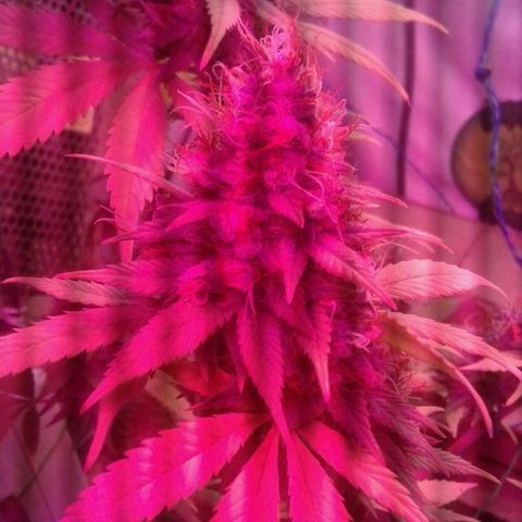 Critical +2 growlog timeline photo