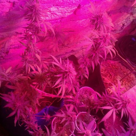 Moby-D growlog timeline photo