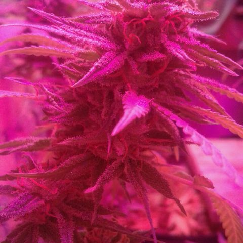 Moby-D growlog timeline photo