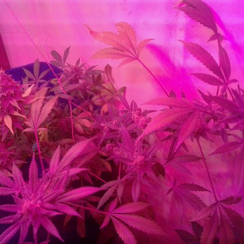 Sour Diesel growlog timeline photo